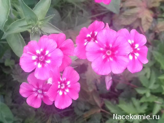 Eva1949 - Дом мечты-души моей воспоминания; 1Abrikoska - Мой гостеприимный дом