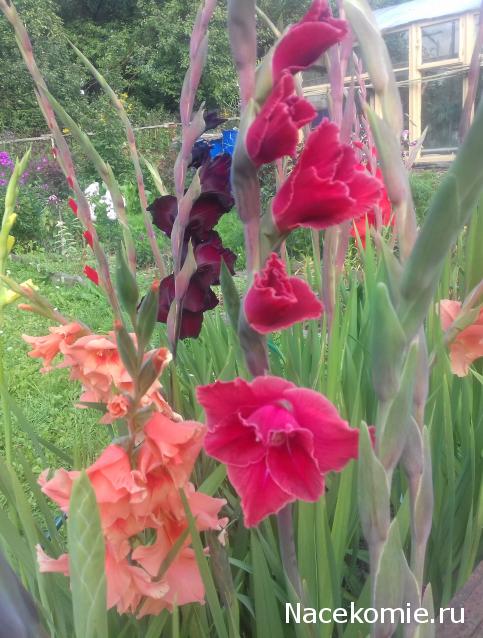 Eva1949 - Дом мечты-души моей воспоминания; 1Abrikoska - Мой гостеприимный дом