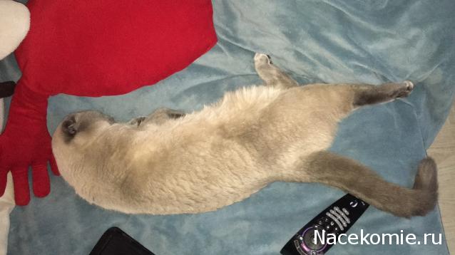 Фото кошек)))))