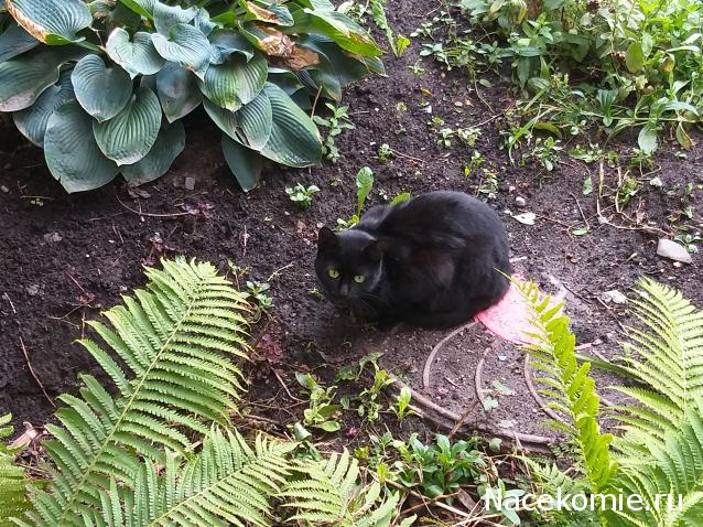 Фото кошек)))))