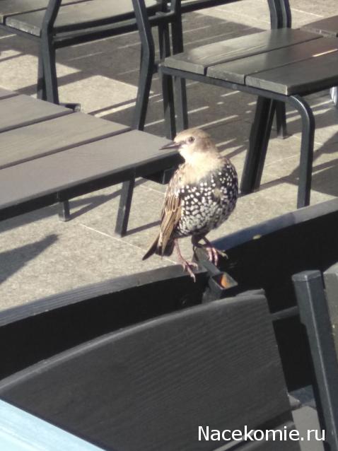 olga63- не знаю что получится