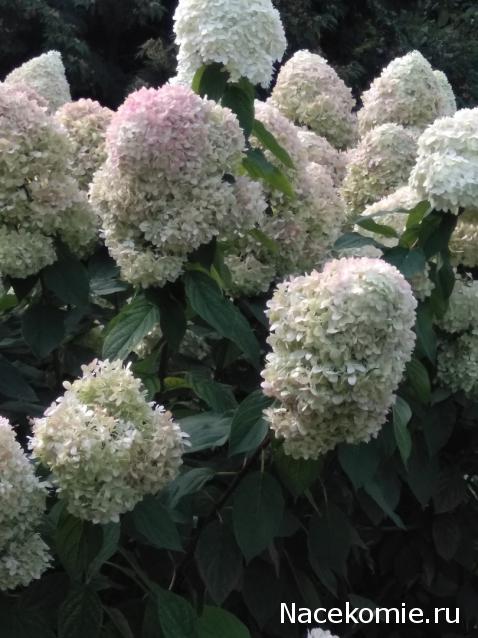 olga63- не знаю что получится