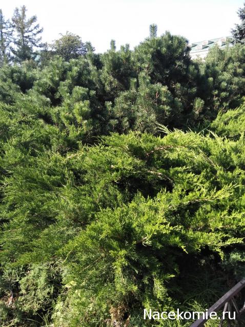 olga63- не знаю что получится