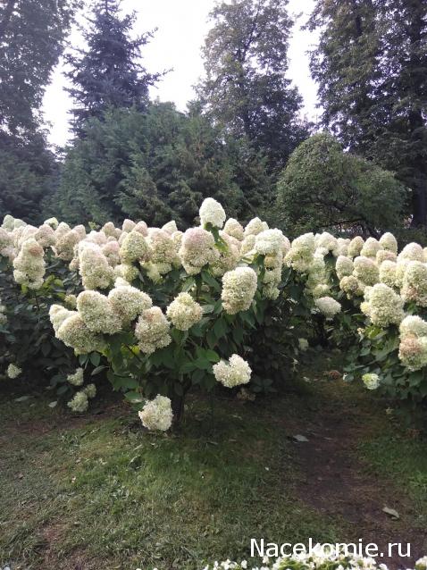 olga63- не знаю что получится