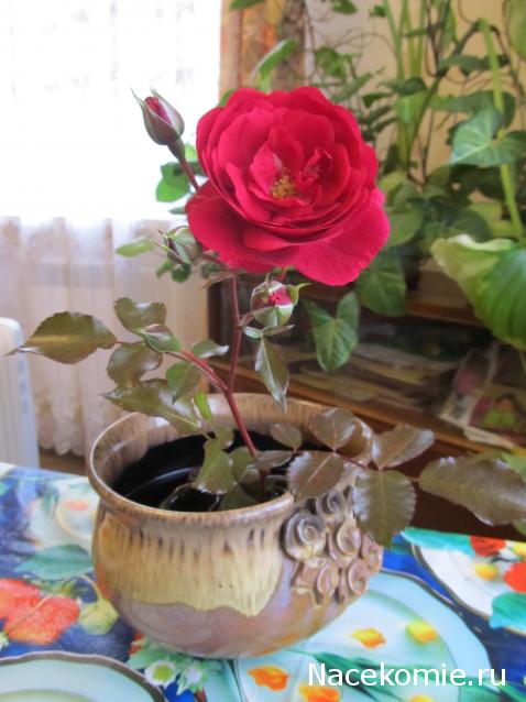 Margaritka. Гасиенда Каса де лос Суэньос