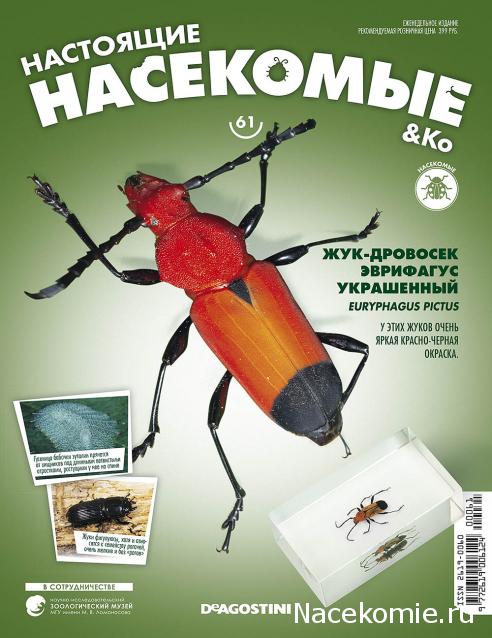 Насекомые & Ко №61 - Жук-Дровосек