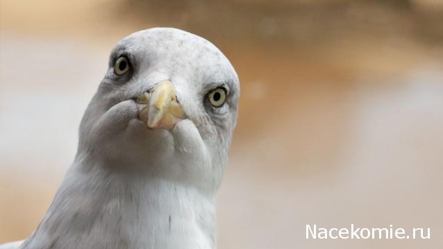 Автолегенды СССР - График выхода и обсуждение