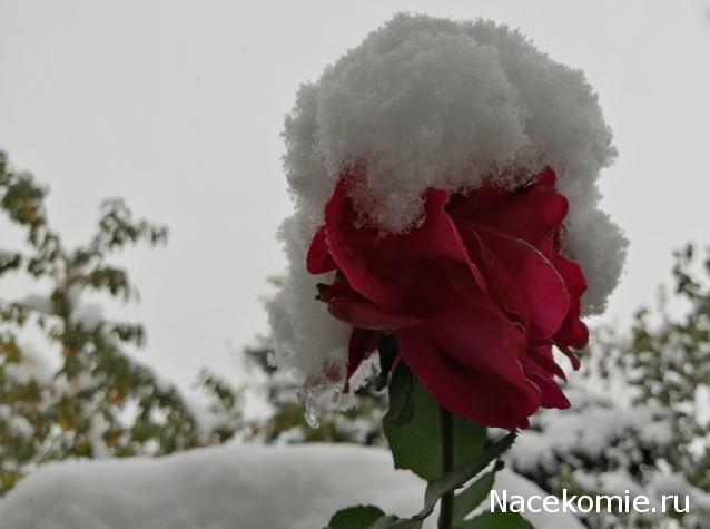 Куклы в народных костюмах – "Девчушки-болтушки"