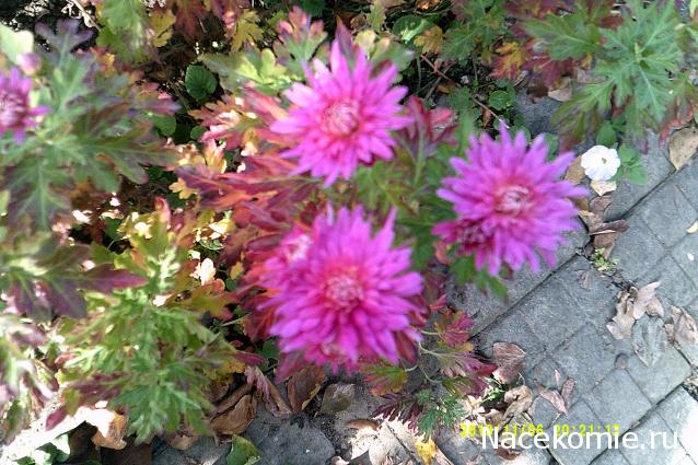 Eva1949 - Дом мечты-души моей воспоминания; 1Abrikoska - Мой гостеприимный дом