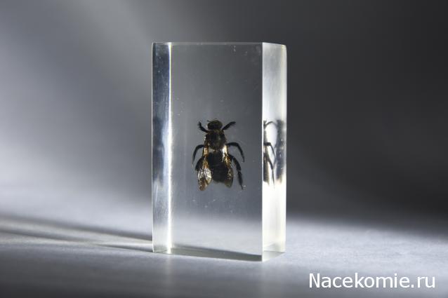 Коллекция насекомых от Kostya00