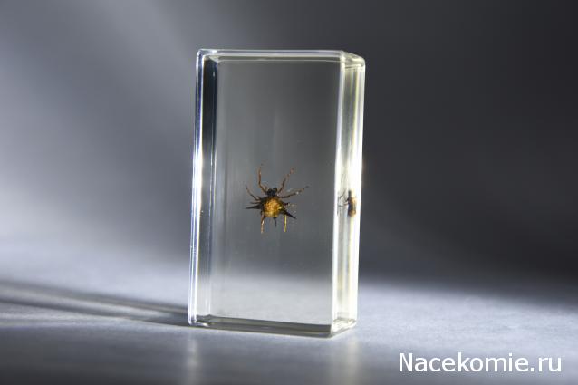 Коллекция насекомых от Kostya00