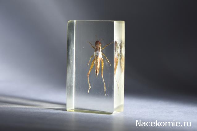 Коллекция насекомых от Kostya00