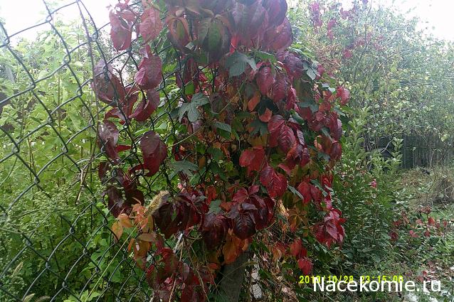 Eva1949 - Дом мечты-души моей воспоминания; 1Abrikoska - Мой гостеприимный дом