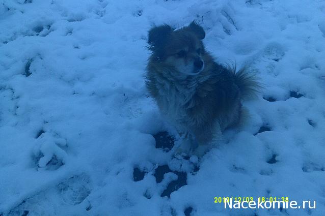 Eva1949 - Дом мечты-души моей воспоминания; 1Abrikoska - Мой гостеприимный дом