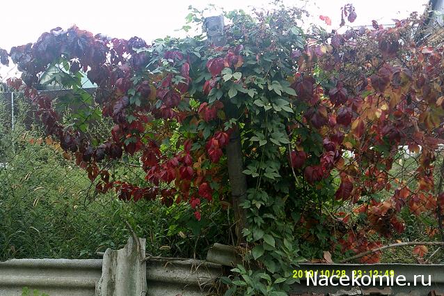 Eva1949 - Дом мечты-души моей воспоминания; 1Abrikoska - Мой гостеприимный дом