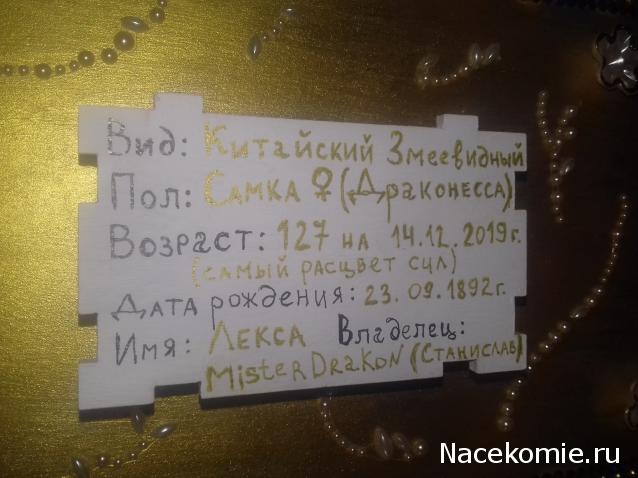 MisterDrakon - Дом "Золотой Дракон" для Драконьих Самок: Бейзил, Лада, Сапфира, Джессика, Сису.
