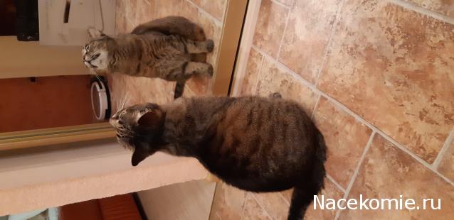 Фото кошек)))))