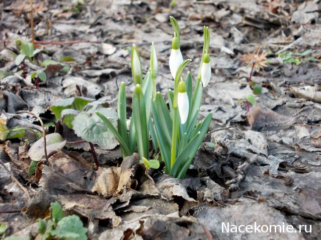 Eva1949 - Дом мечты-души моей воспоминания; 1Abrikoska - Мой гостеприимный дом
