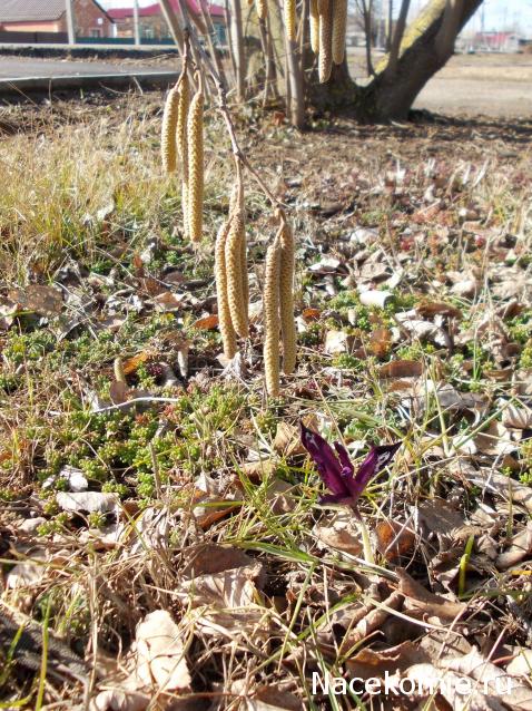 Eva1949 - Дом мечты-души моей воспоминания; 1Abrikoska - Мой гостеприимный дом