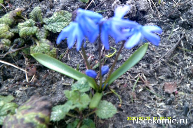 Eva1949 - Дом мечты-души моей воспоминания; 1Abrikoska - Мой гостеприимный дом