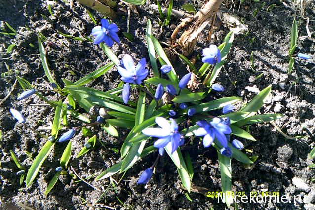Eva1949 - Дом мечты-души моей воспоминания; 1Abrikoska - Мой гостеприимный дом