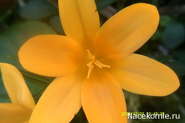 Eva1949 - Дом мечты-души моей воспоминания; 1Abrikoska - Мой гостеприимный дом