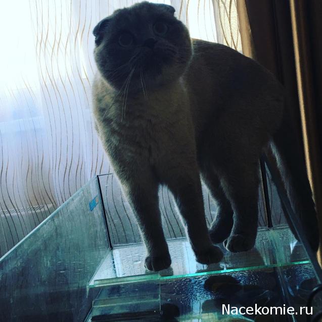 Фото кошек)))))