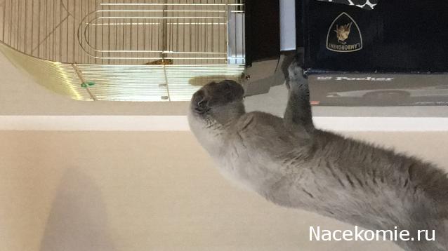 Фото кошек)))))