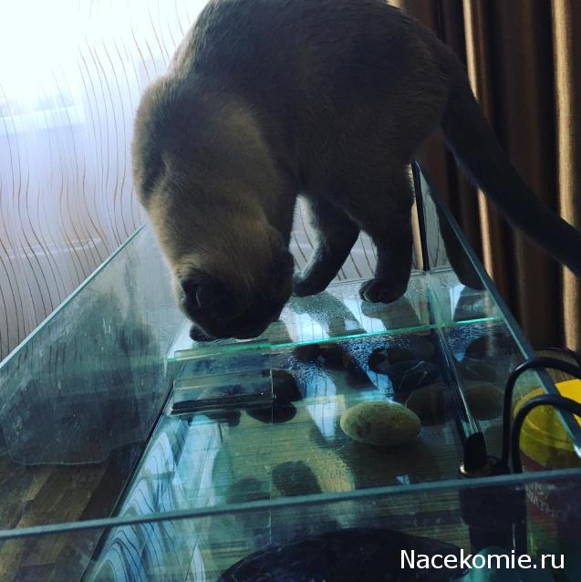 Фото кошек)))))