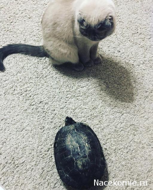 Фото кошек)))))