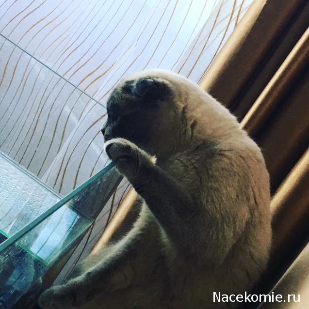 Фото кошек)))))