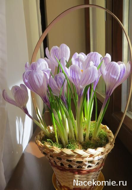 100 крестиков!