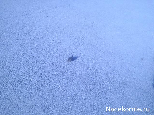 "Живой уголок"
