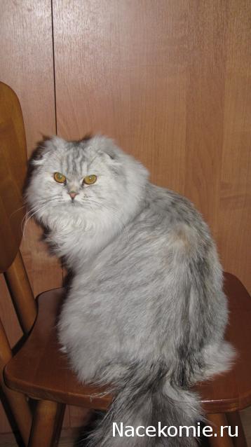 Фото кошек)))))