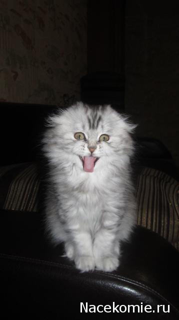 Фото кошек)))))