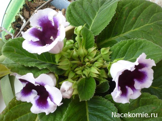 100 крестиков!