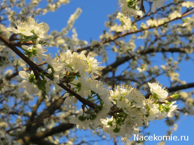 100 крестиков!