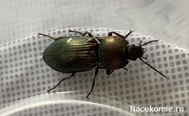 Помощь в определении насекомых