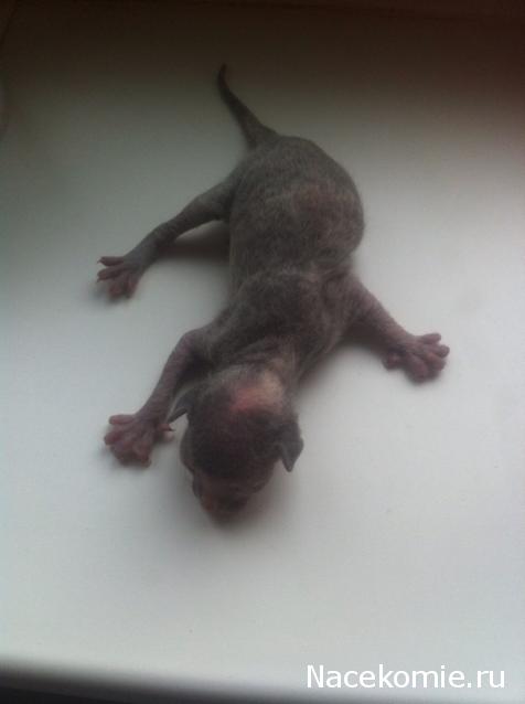 "Живой уголок"