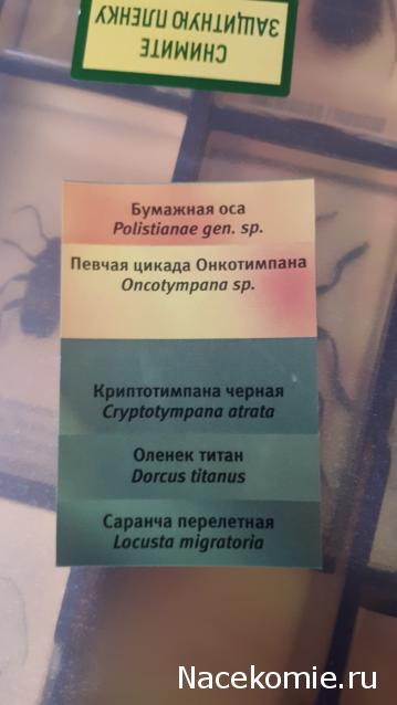 Настоящие Насекомые & Ко - График выхода и обсуждение