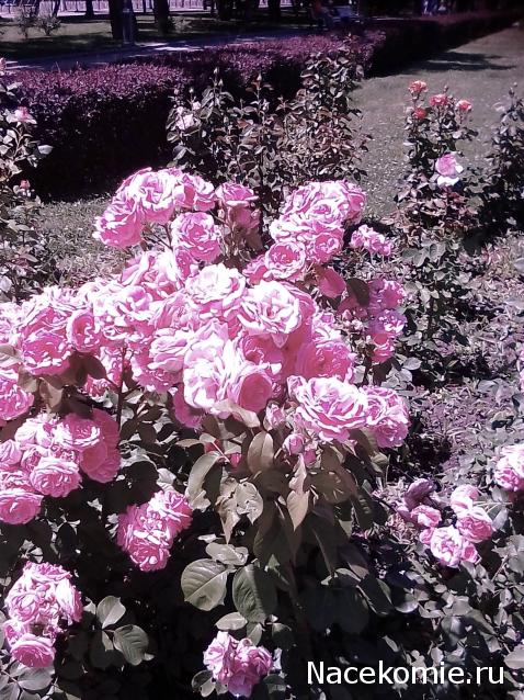 Мой любимый город или дорогие сердцу места