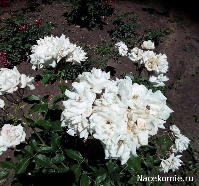 Мой любимый город или дорогие сердцу места