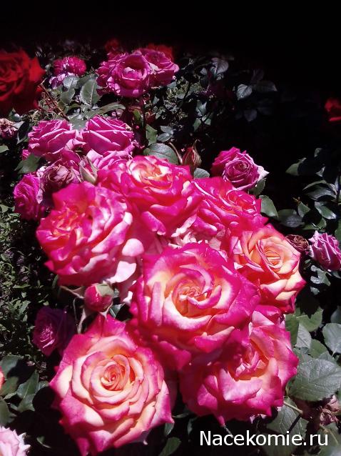 Мой любимый город или дорогие сердцу места