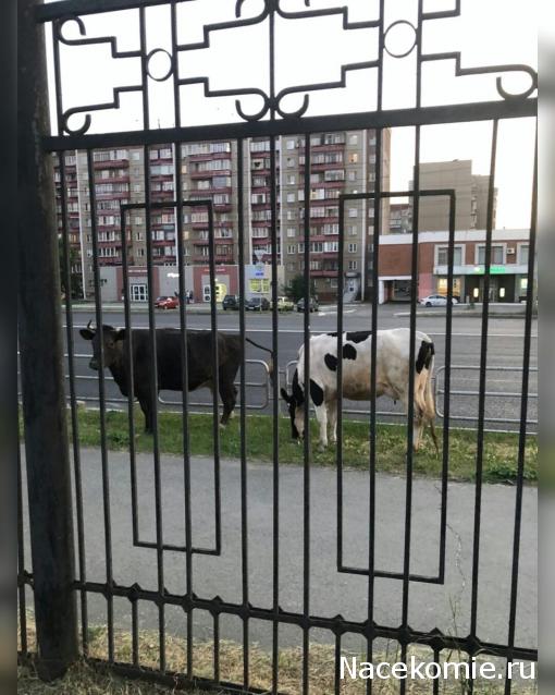 "Живой уголок"