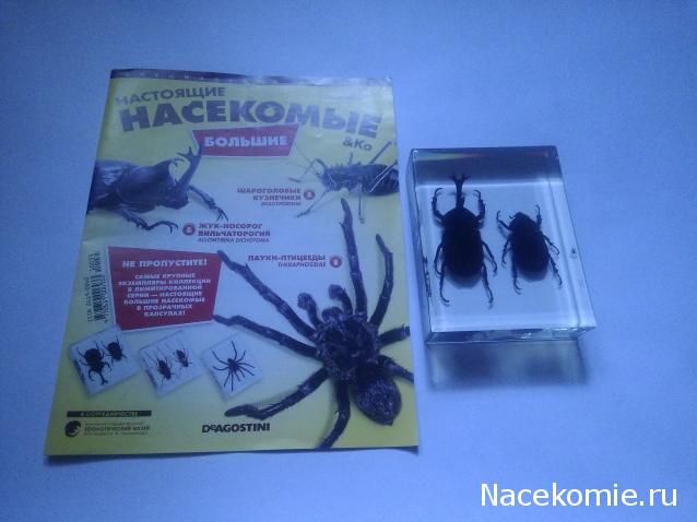 Насекомые & Ко - Спецвыпуск