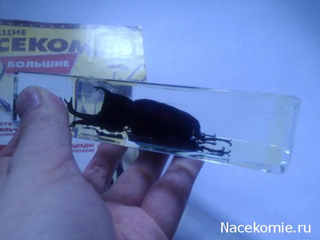 Насекомые & Ко - Спецвыпуск