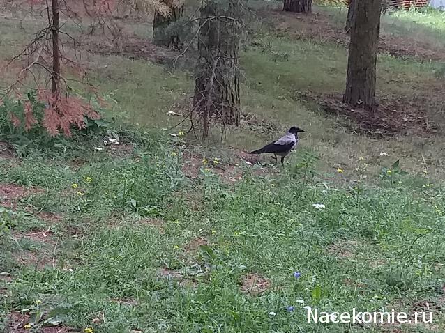 "Живой уголок"