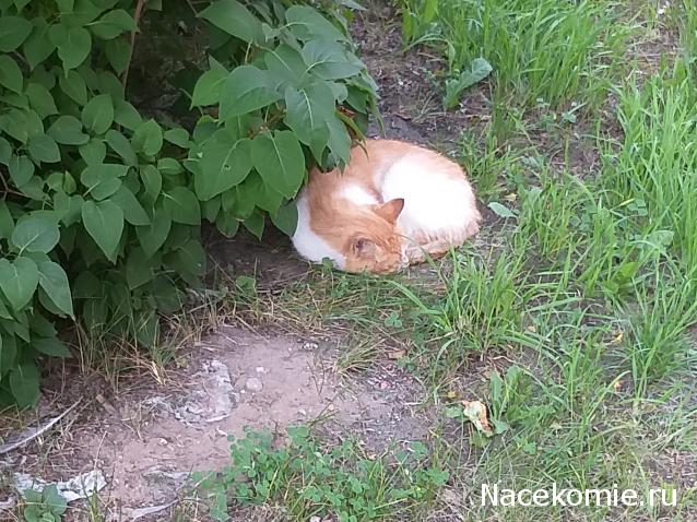 "Живой уголок"