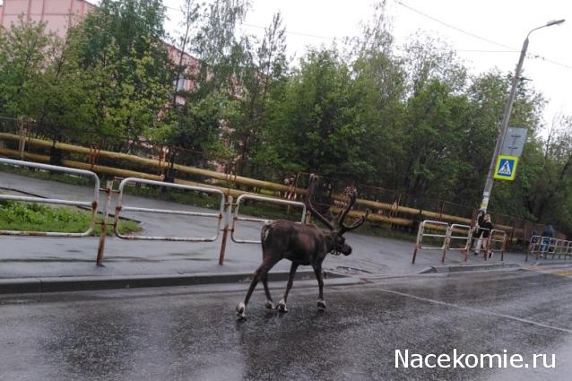 "Живой уголок"