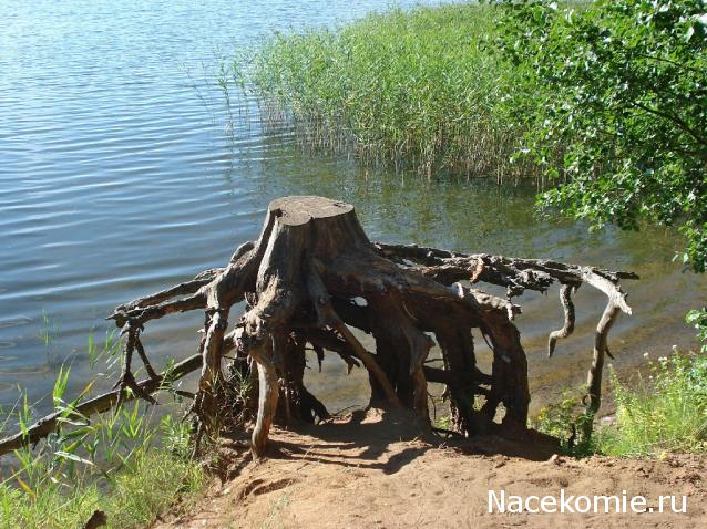 "Живой уголок"